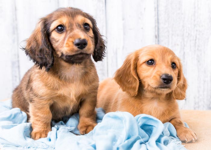 Mini Dachshund Puppies