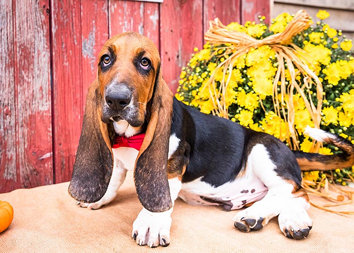 Basset Hound
