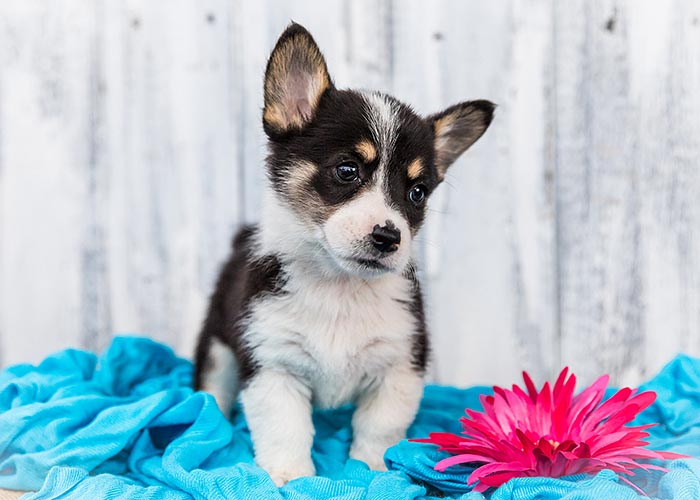 Pembroke Welsh Corgi Puppy