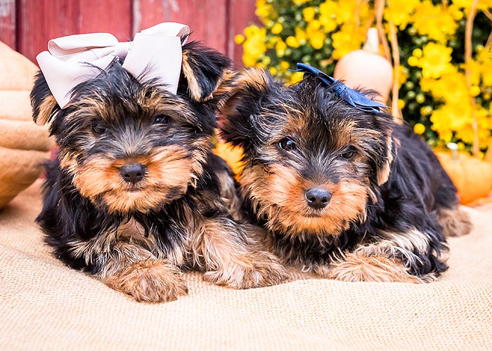 Yorkie Puppies