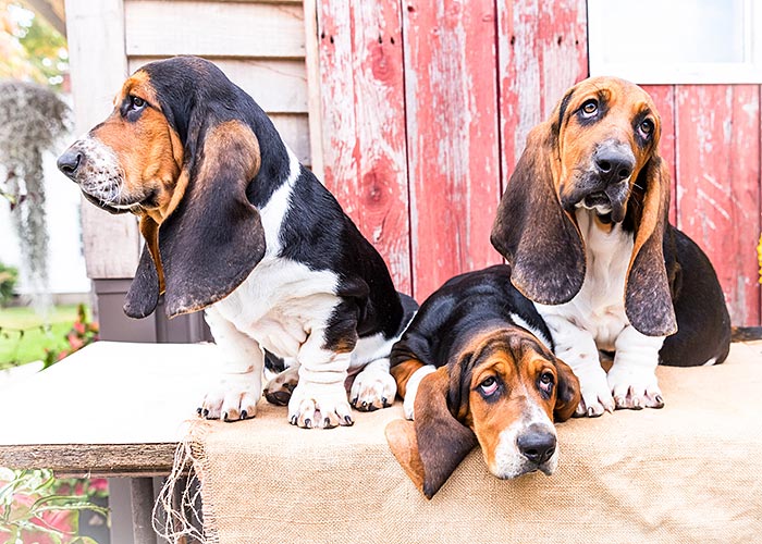 Three Basset Hounds